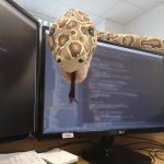 Dlaczego warto się uczyć Pythona?
